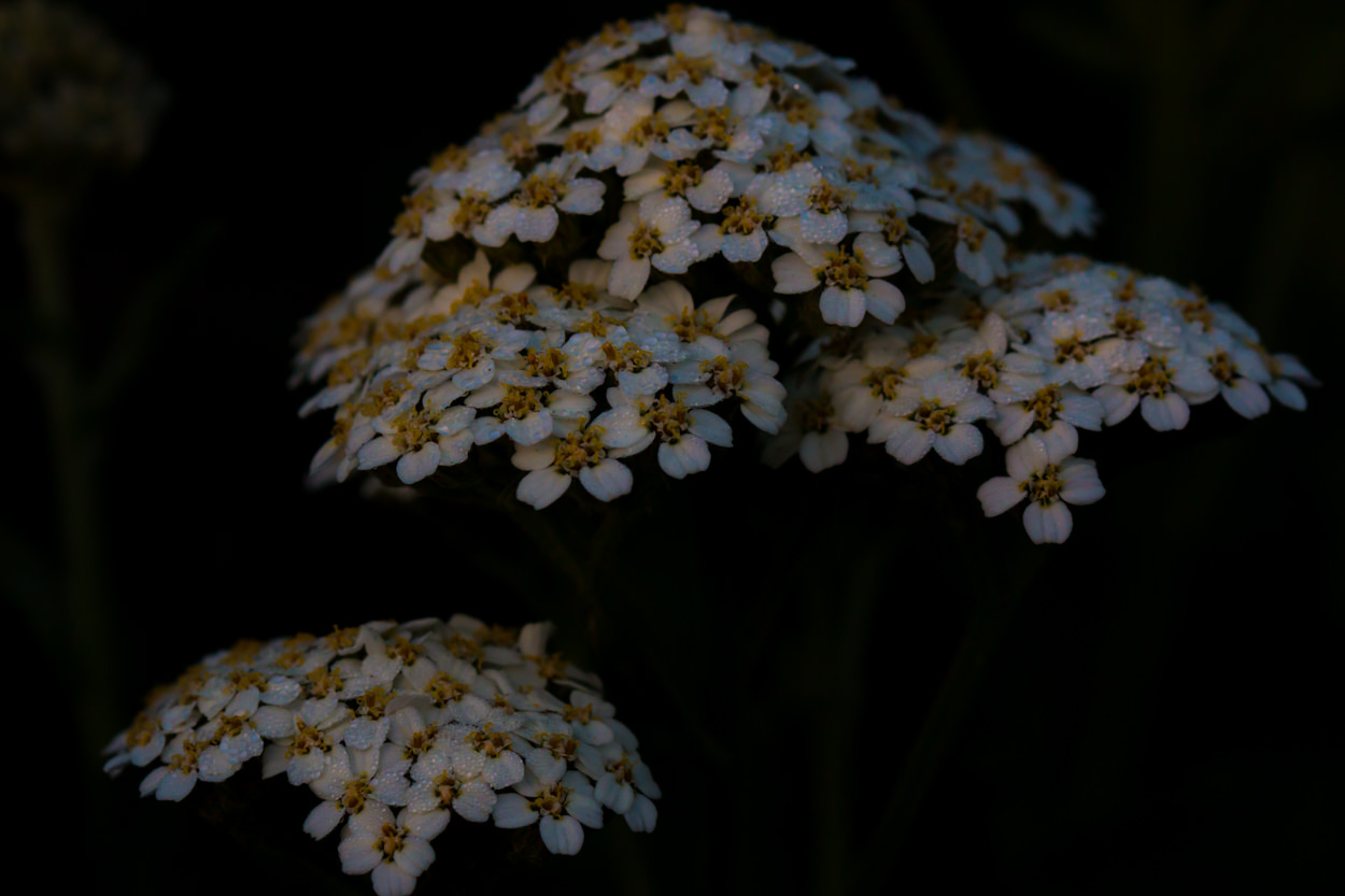  Common Yarrow - <em>Achillea millefolium</em>