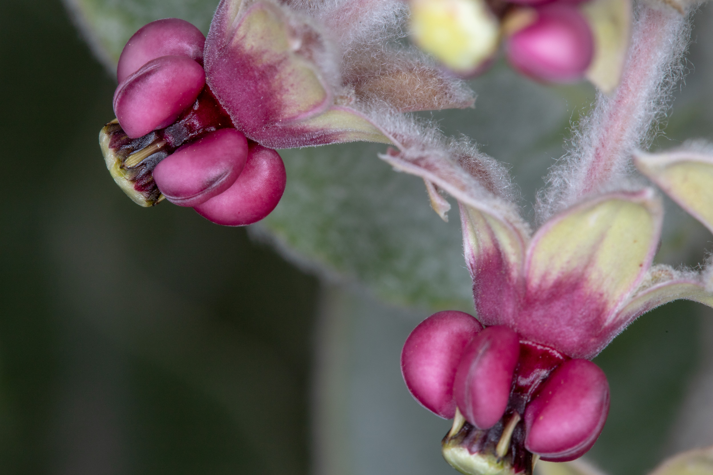  California Milkweed - <em>Asclepias californica</em>