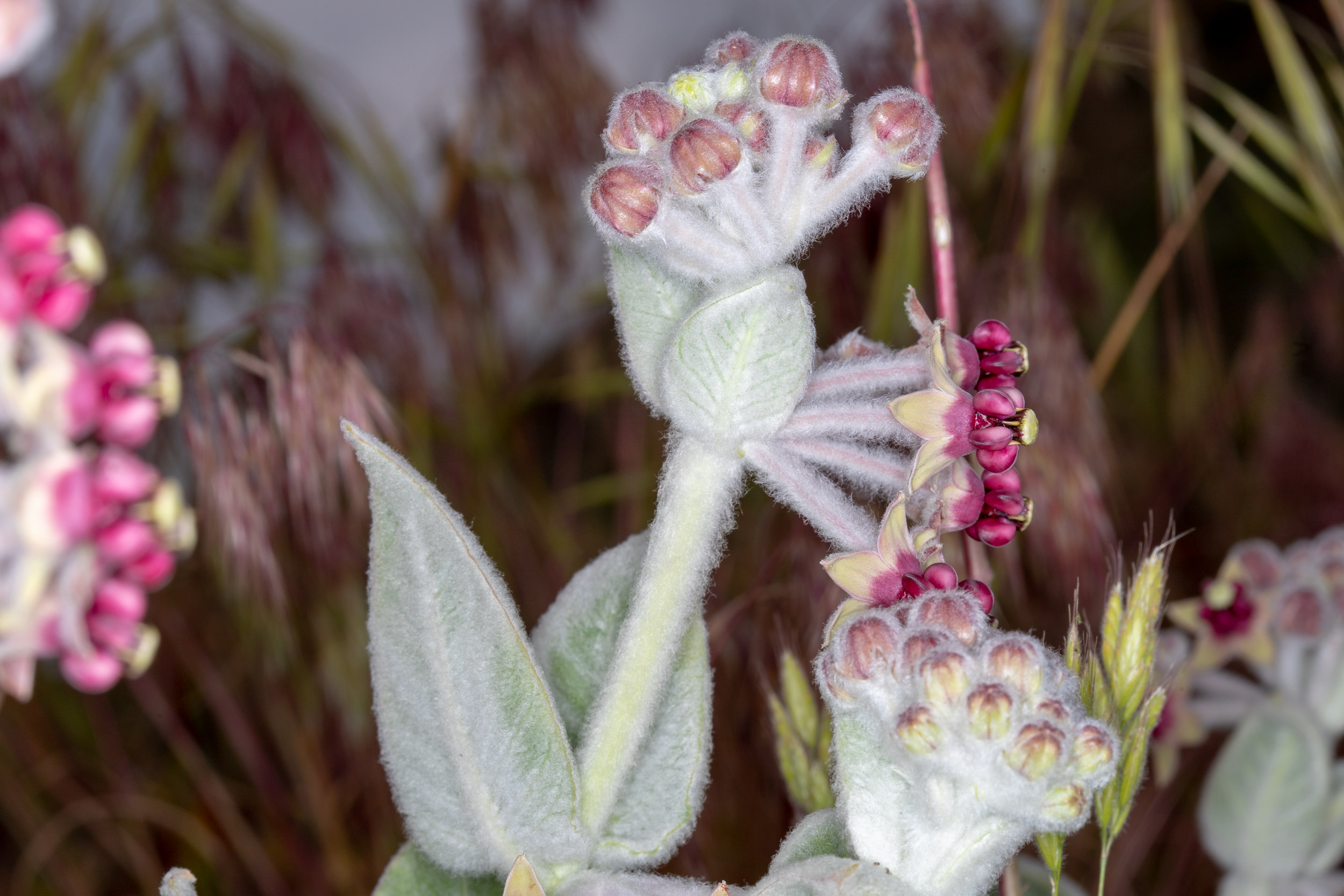  California Milkweed - <em>Asclepias californica</em>