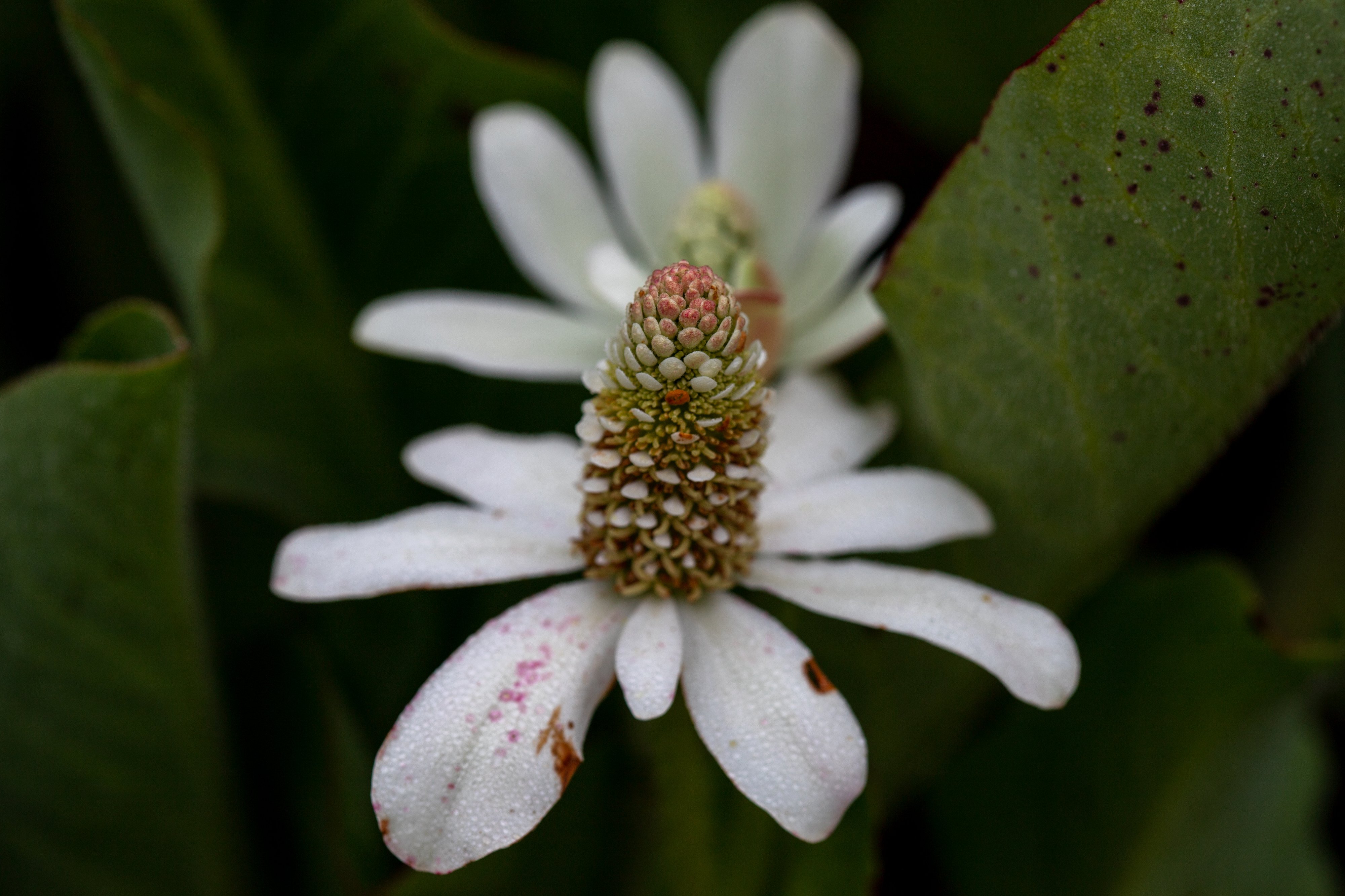  Yerba Mansa - <em>Anemopsis californica</em>