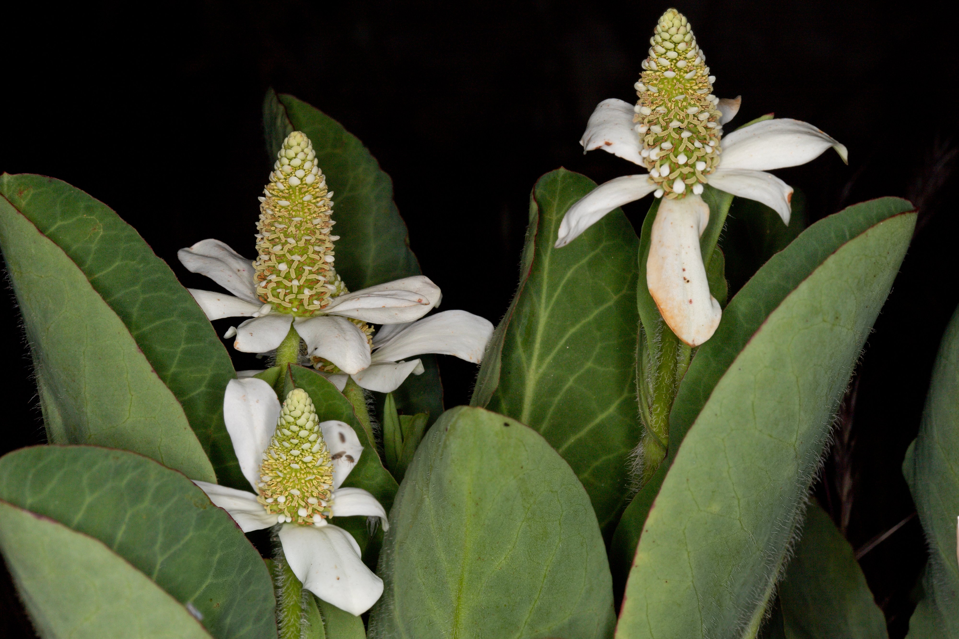  Yerba Mansa - <em>Anemopsis californica</em>