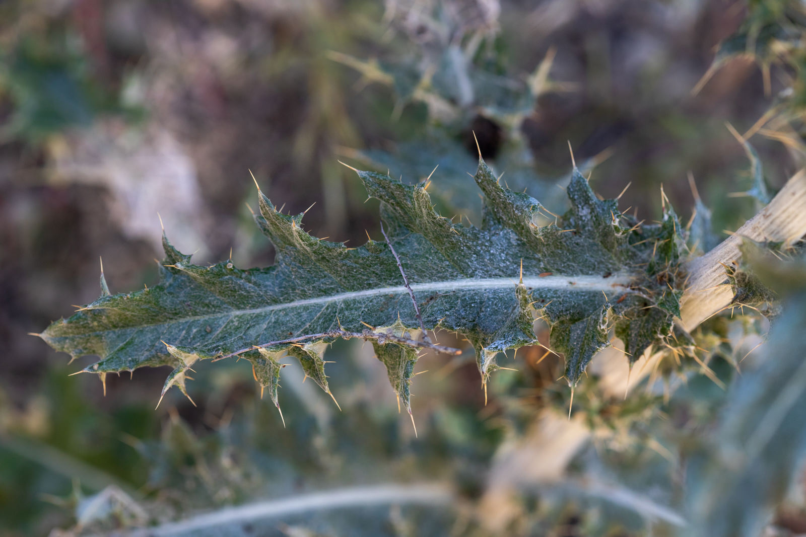  Cobweb Thistle - <em>Cirsium occidentale</em>