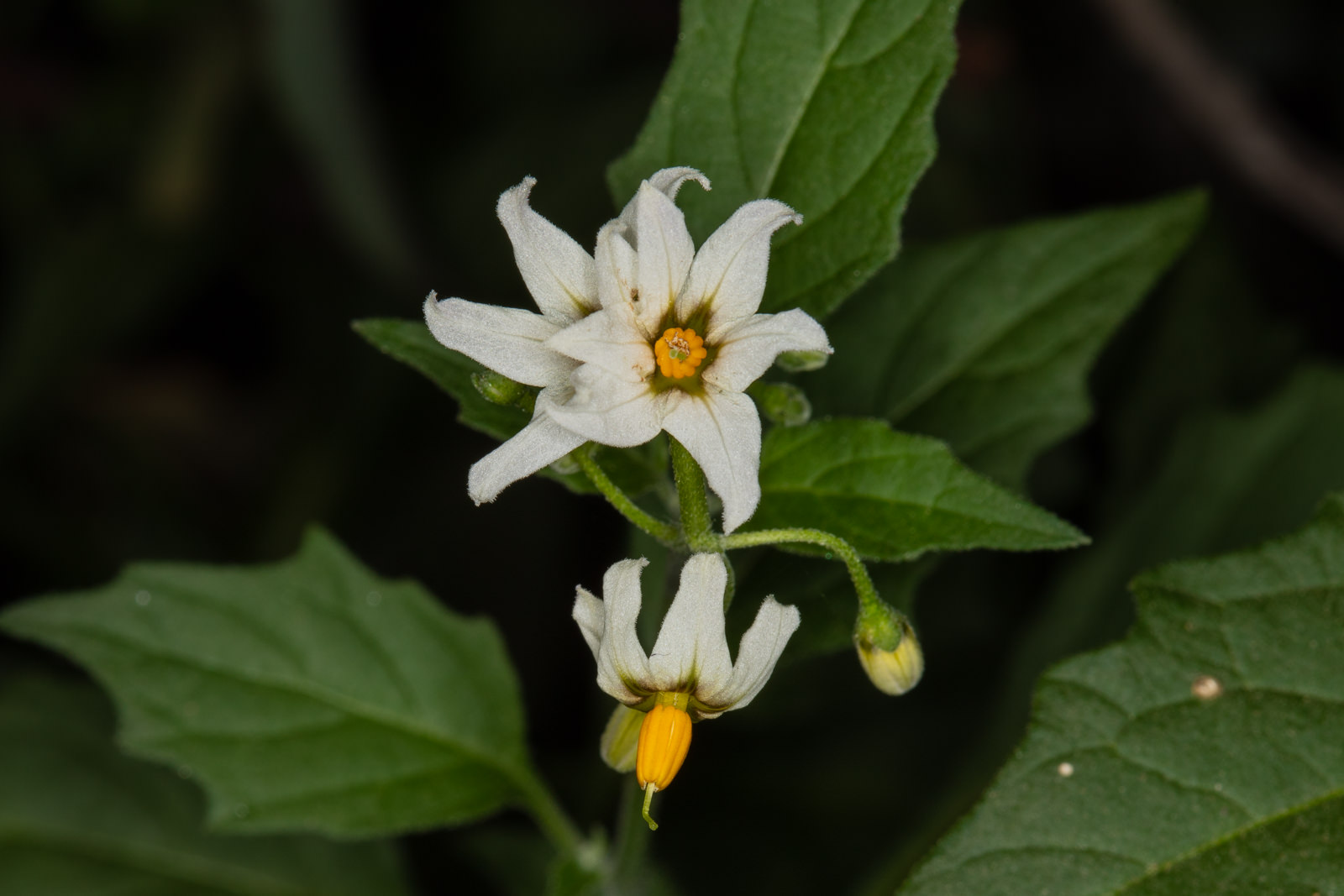 Plant Of The Month Douglas Nightshade