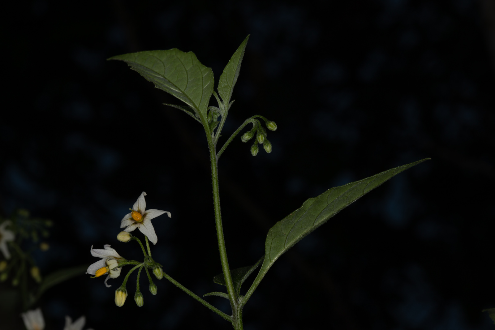  Douglas Nightshade - <em>Solanum douglasii</em>