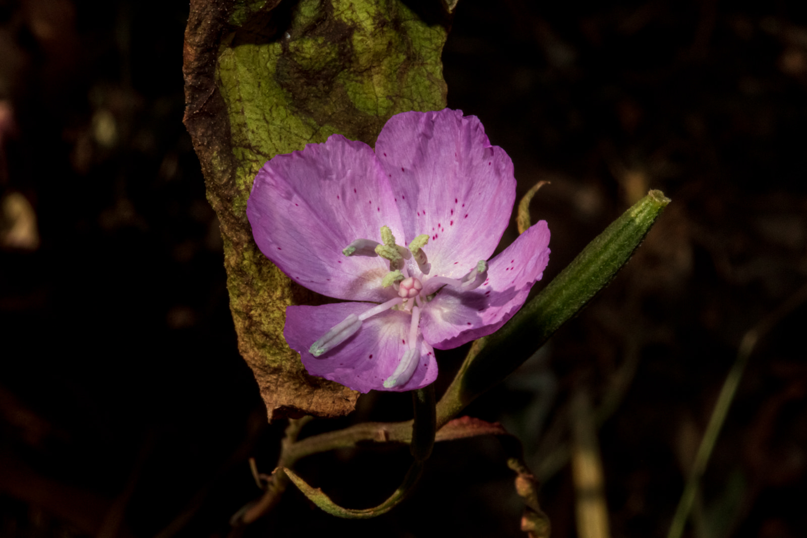  Farewell-to-Spring - <em>Clarkia bottae</em>