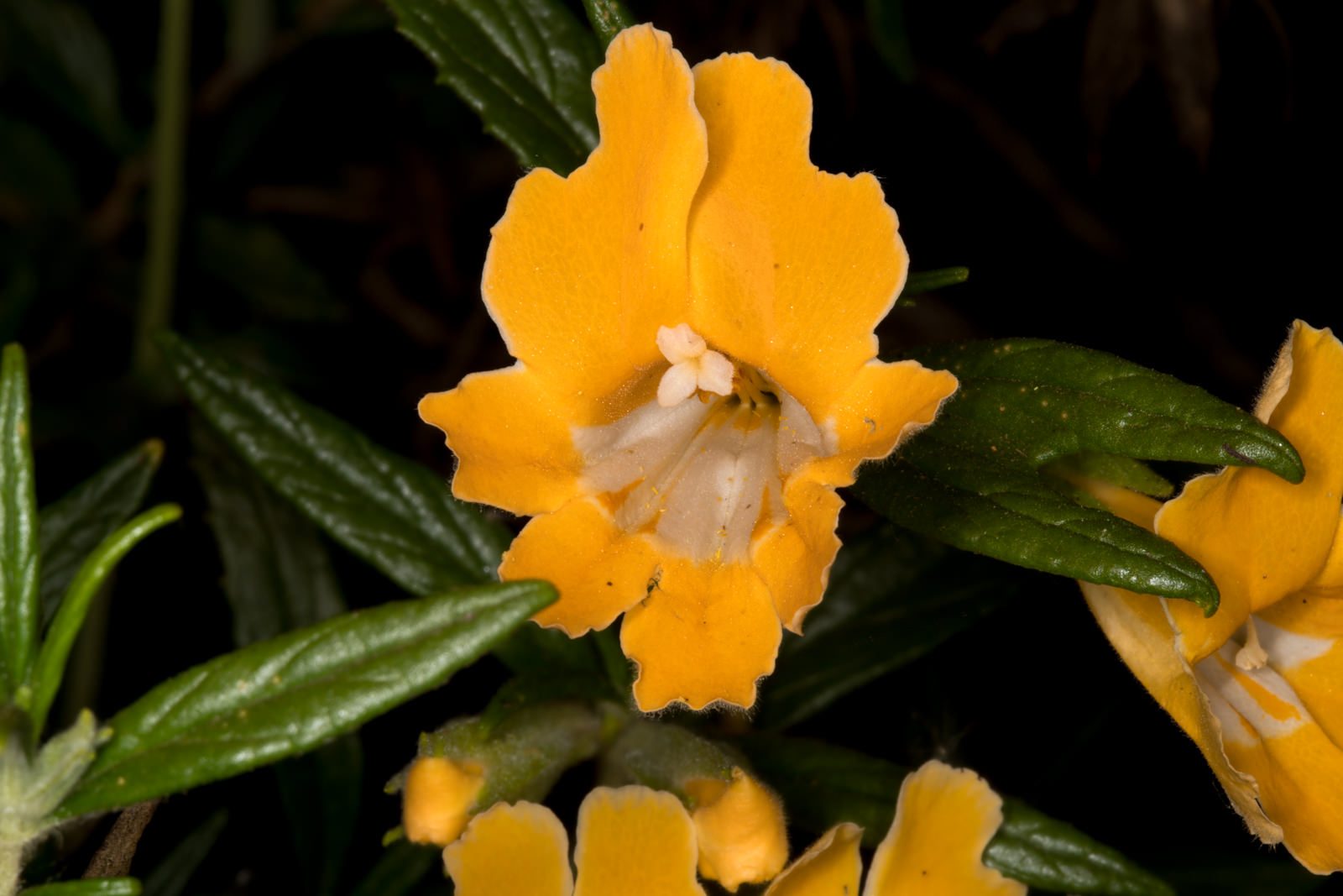  Sticky Monkey Flower - <em>Diplacus longiflorus</em>