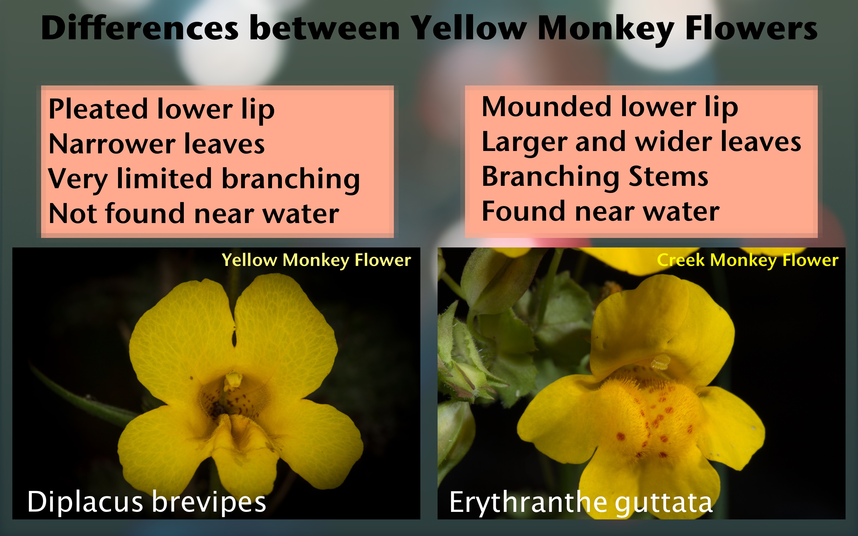 Comparison of Flowers