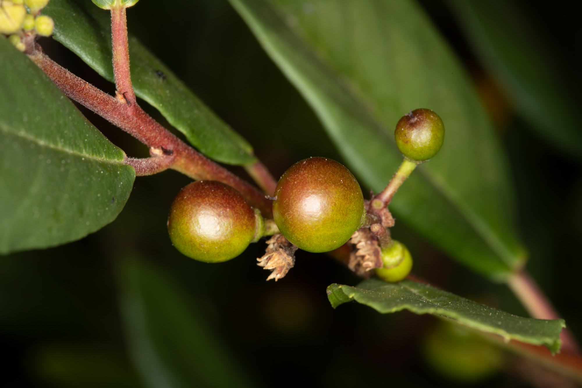  California Coffeeberry - <em>Frangula californica</em>