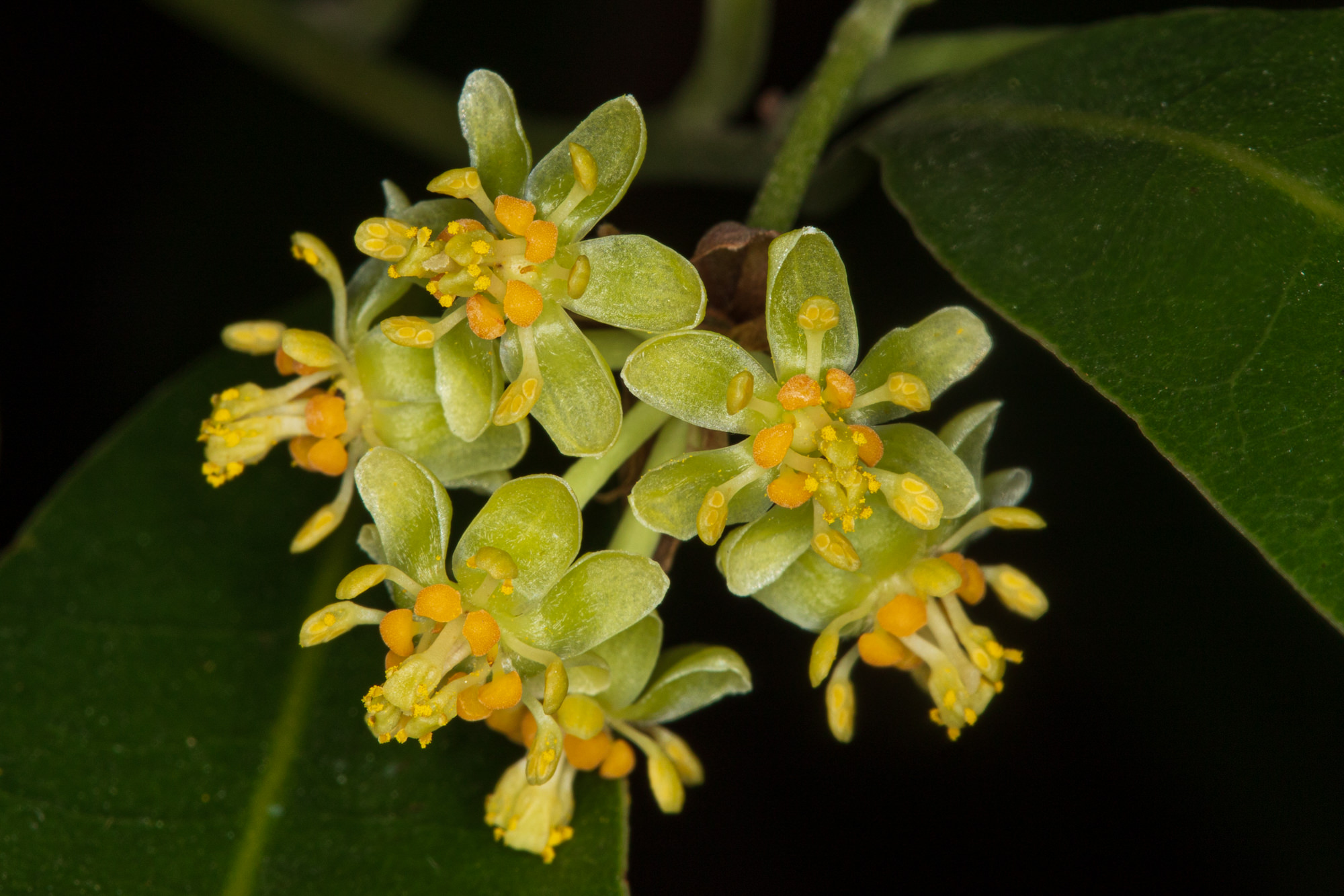  California Laurel - <em>Umbellularia californica</em>