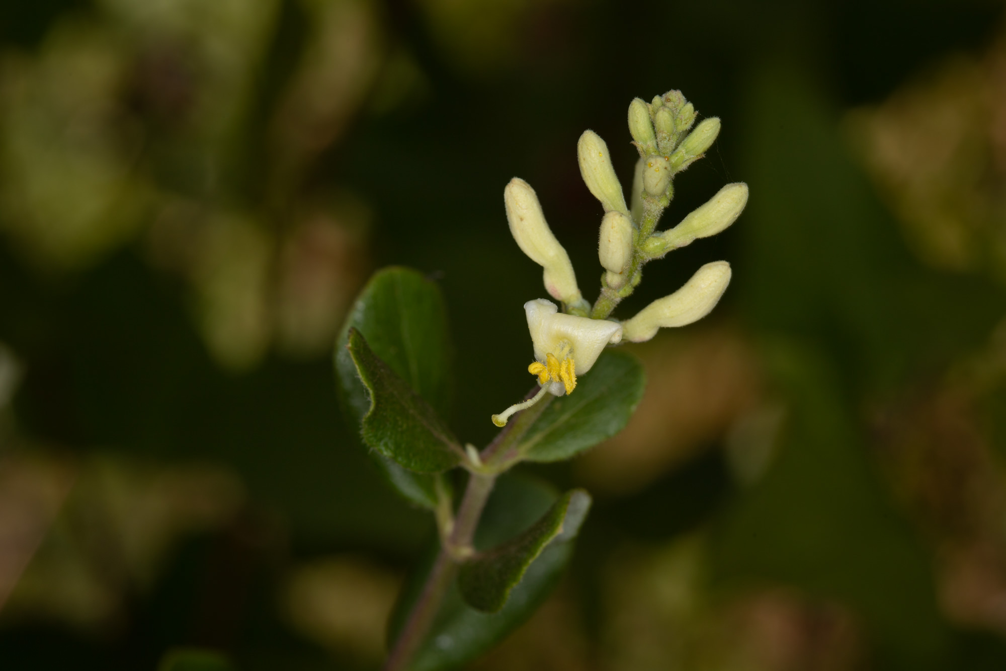  Chaparral Honeysuckle - <em>Lonicera subspicata</em>