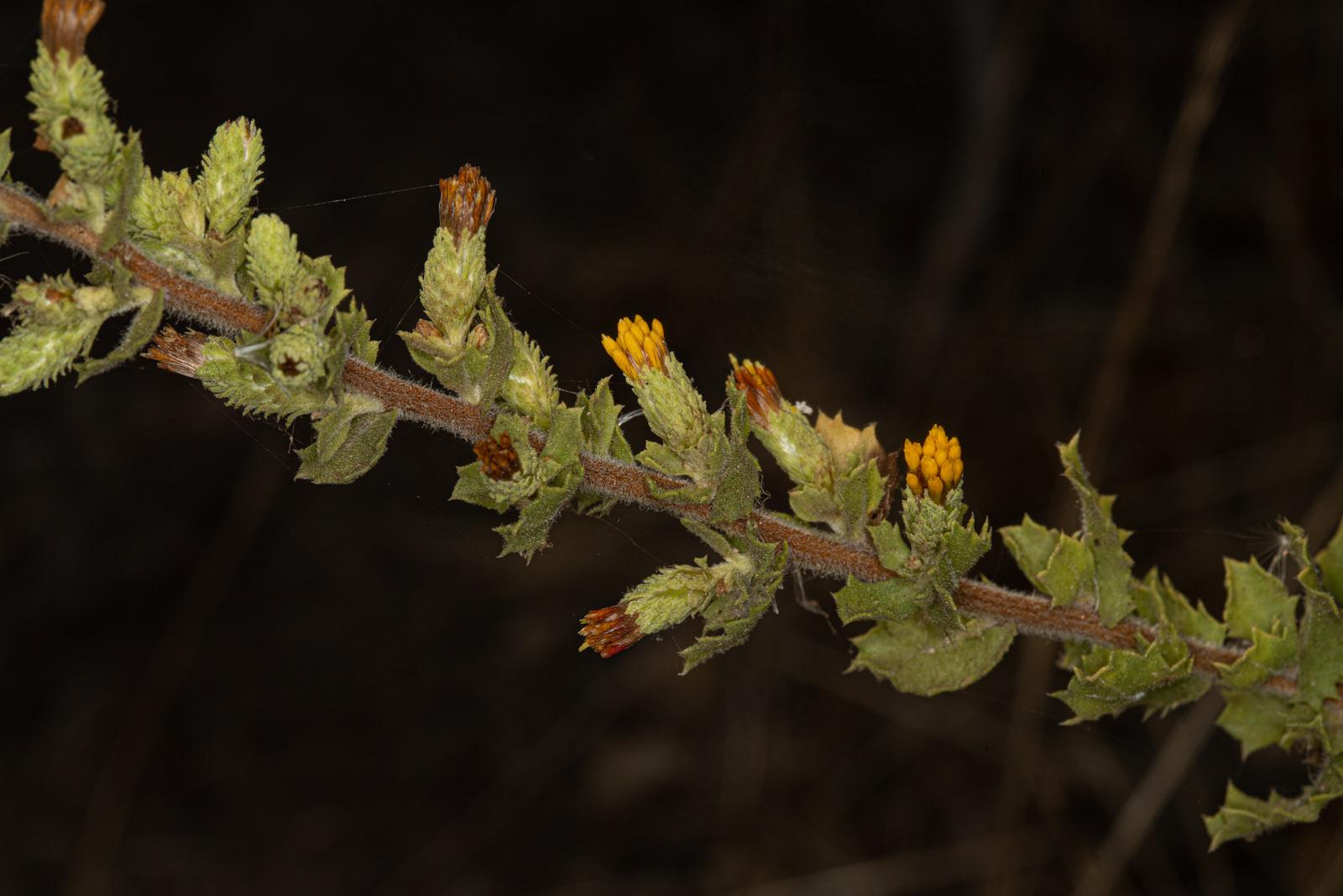  Sawtooth Goldenbush - <em>Hazardia squarrosa</em>