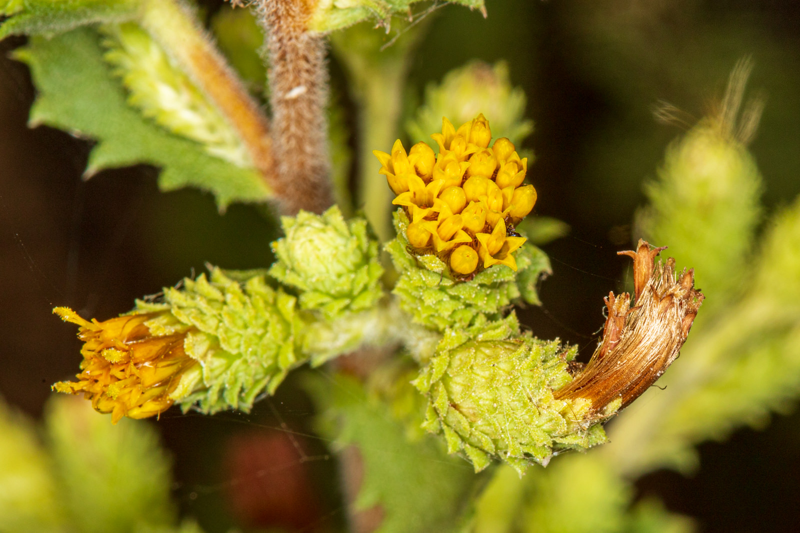  Sawtooth Goldenbush - <em>Hazardia squarrosa</em>