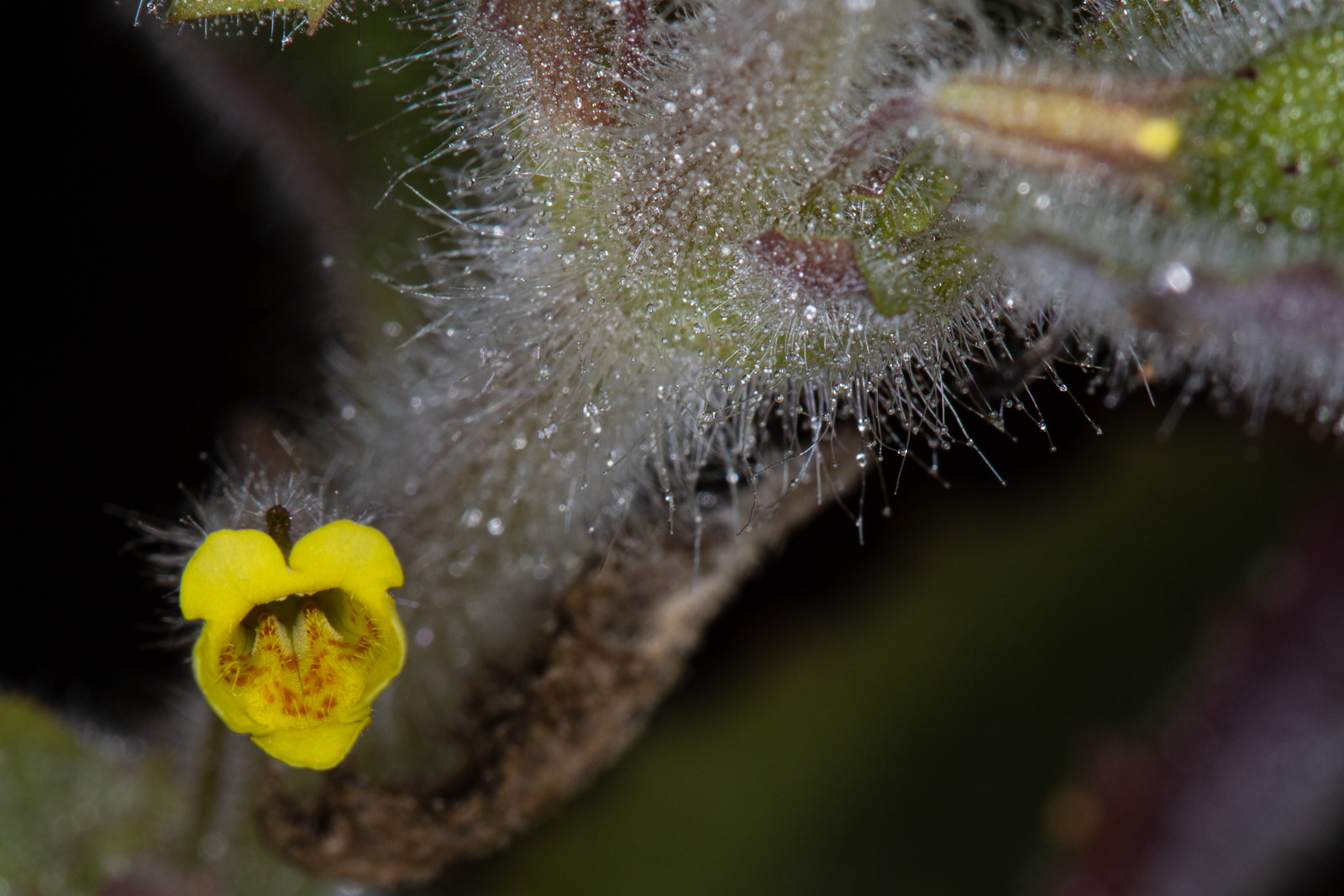  Slimy Monkey Flower - <em>Erythranthe floribunda</em>