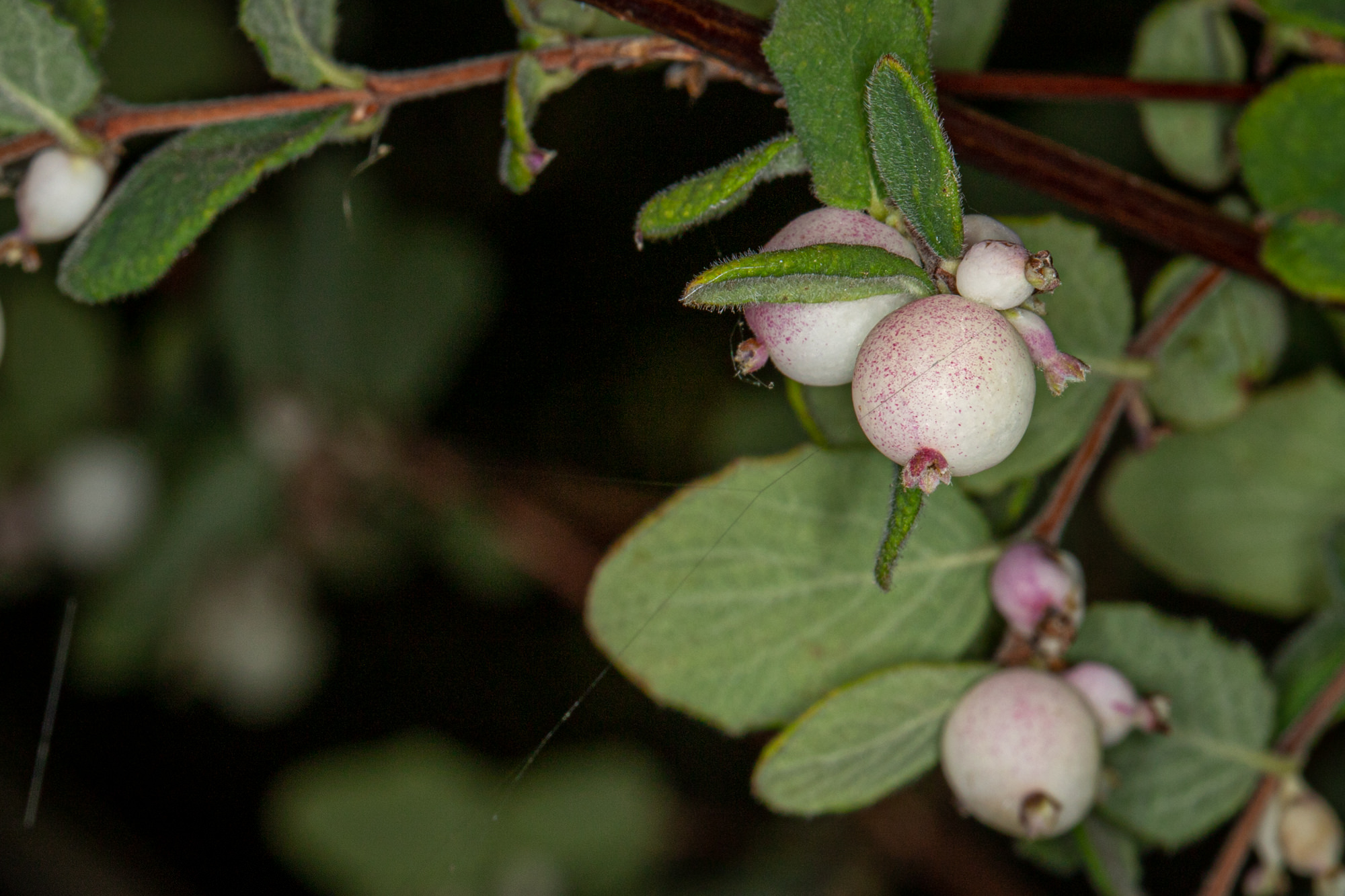  Snowberry - <em>Symphoricarpos mollis</em>