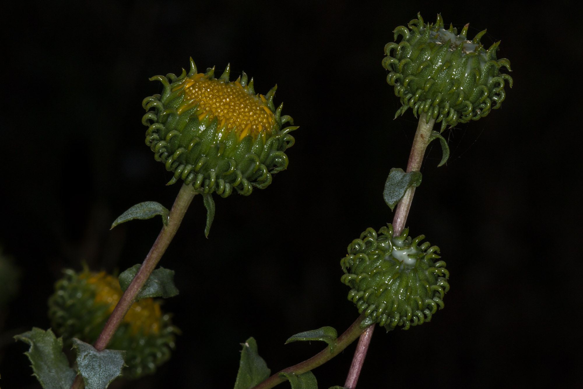  Gum Plant - <em>Grindelia camporum</em>