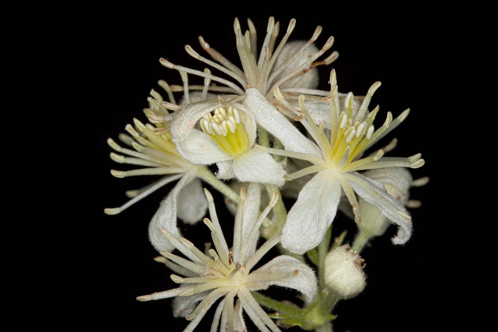  Western Virgins Bower - <em>Clematis ligusticifolia</em>