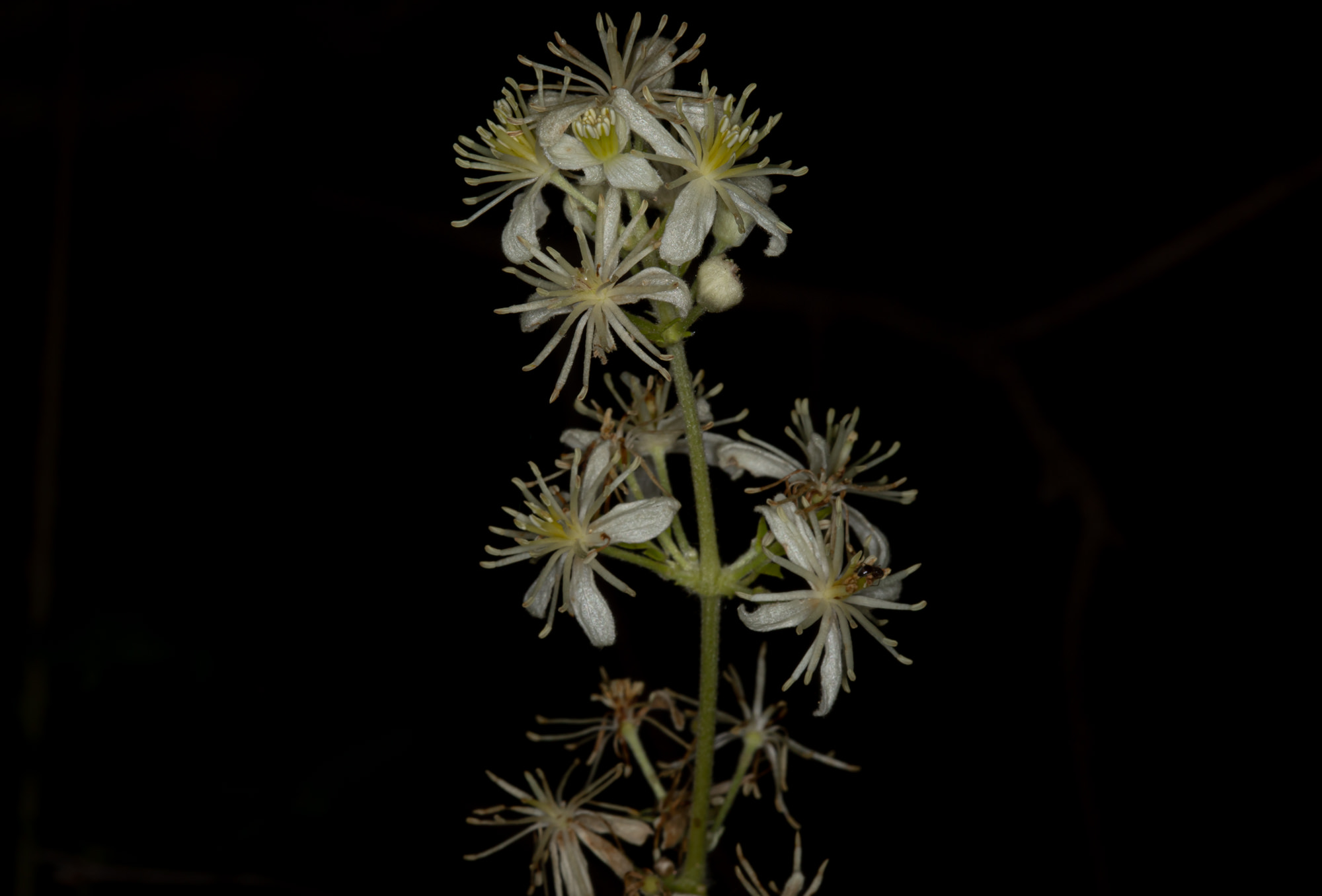  Western Virgins Bower - <em>Clematis ligusticifolia</em>