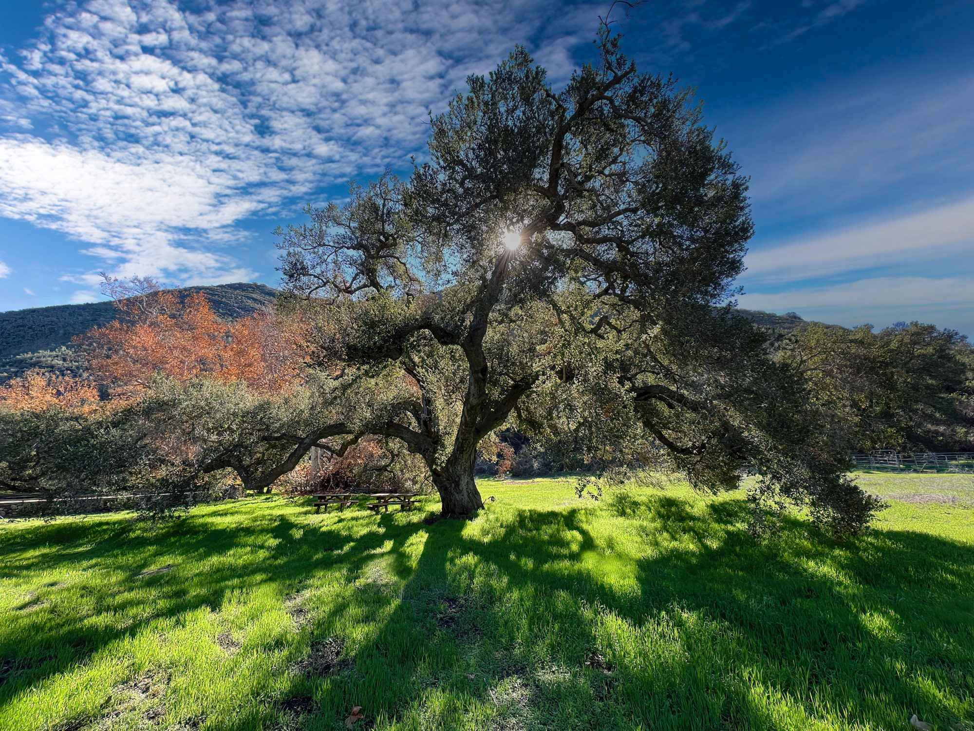 Coastal Live Oak - Plant of The Month