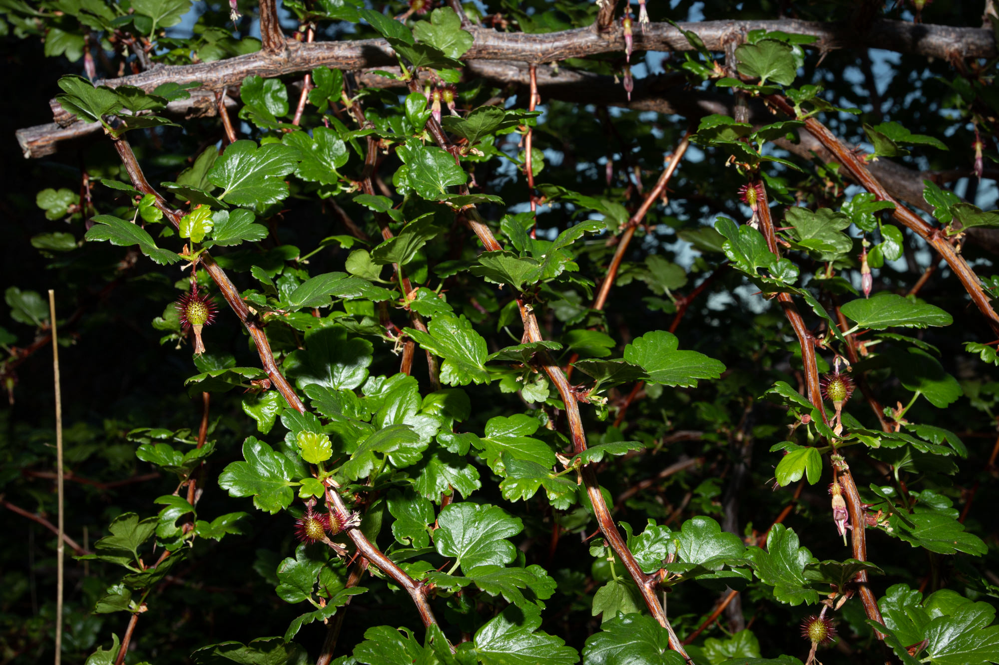  Hillside Gooseberry - <em>Ribes californicum</em>
