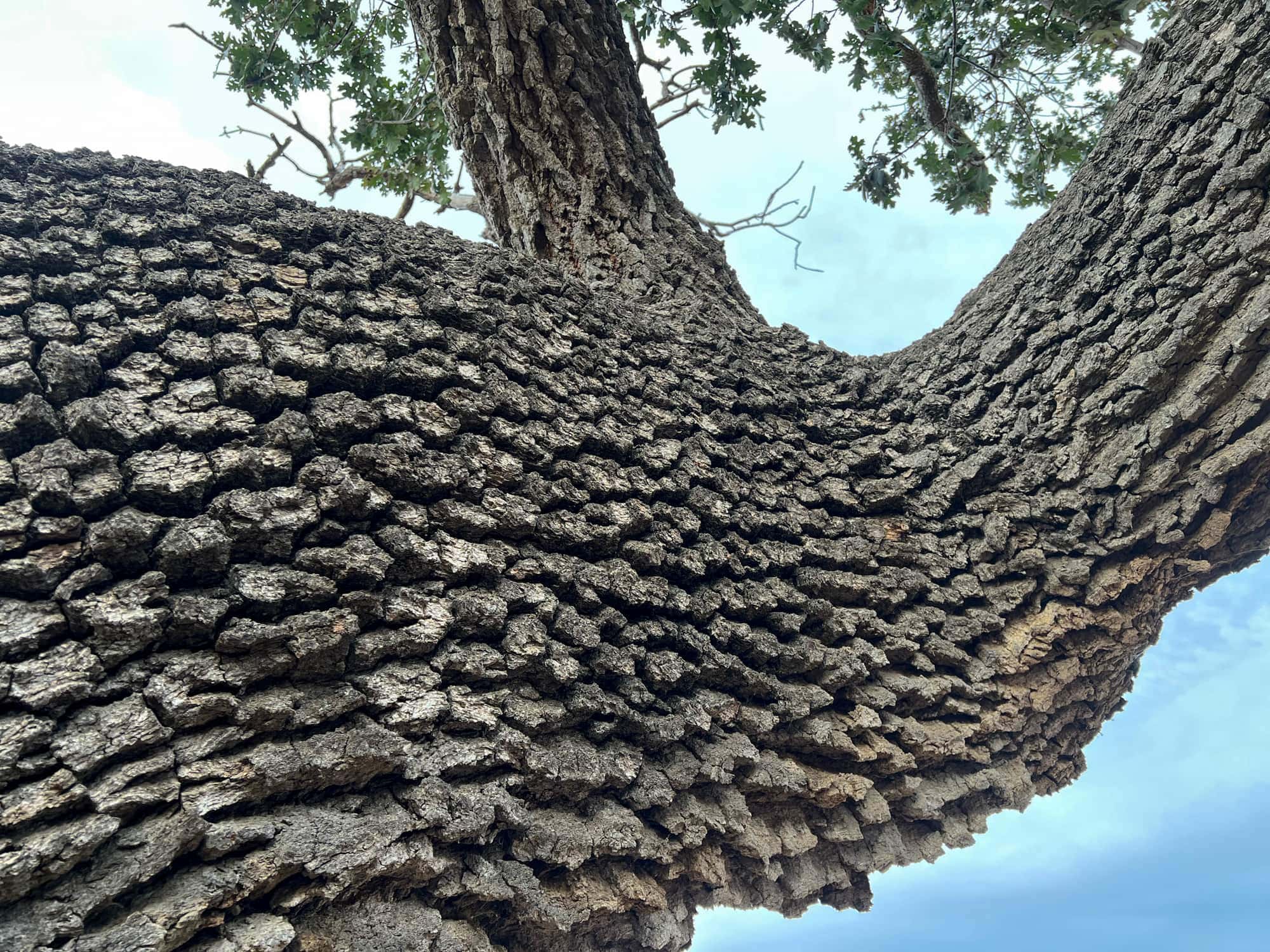  Valley Oak - <em>Quercus lobata</em>