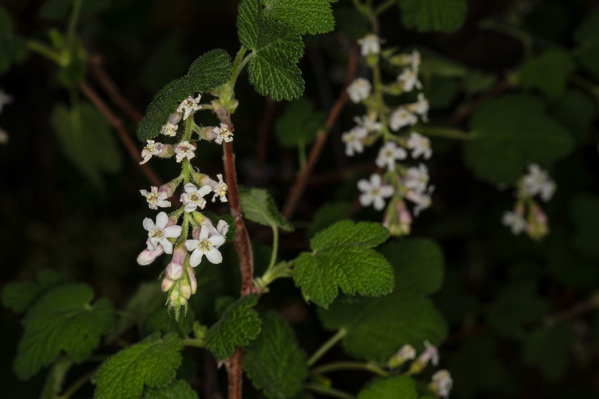  White Chaparral Currant - <em>Ribes indecorum</em>
